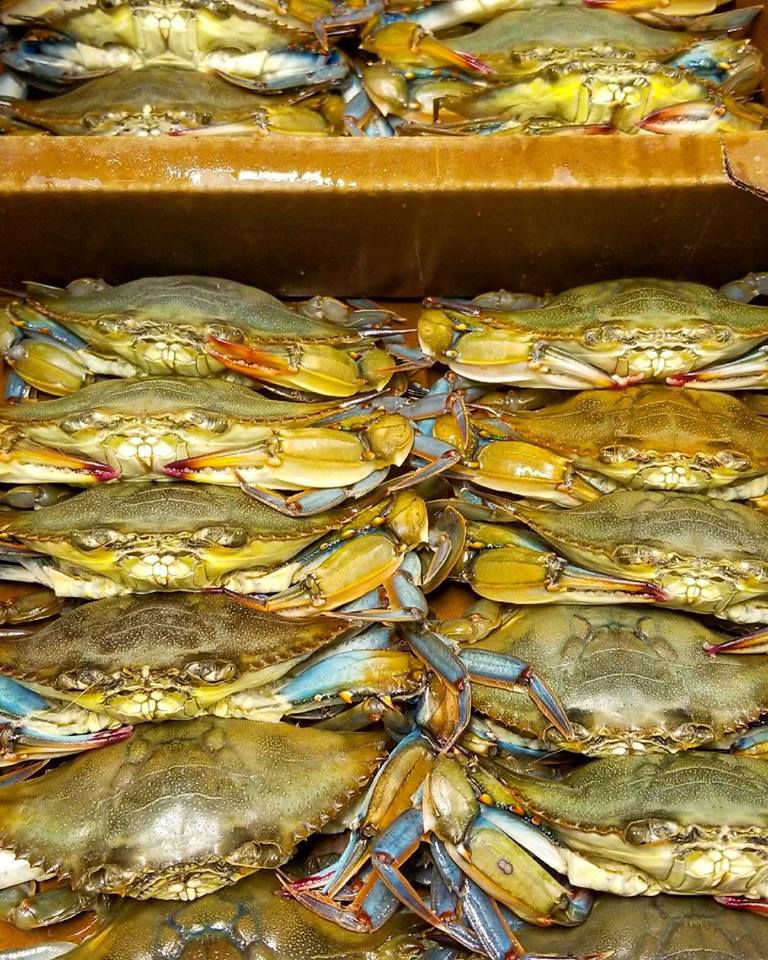 Rite of spring Softshell crab season returns The Coastland Times