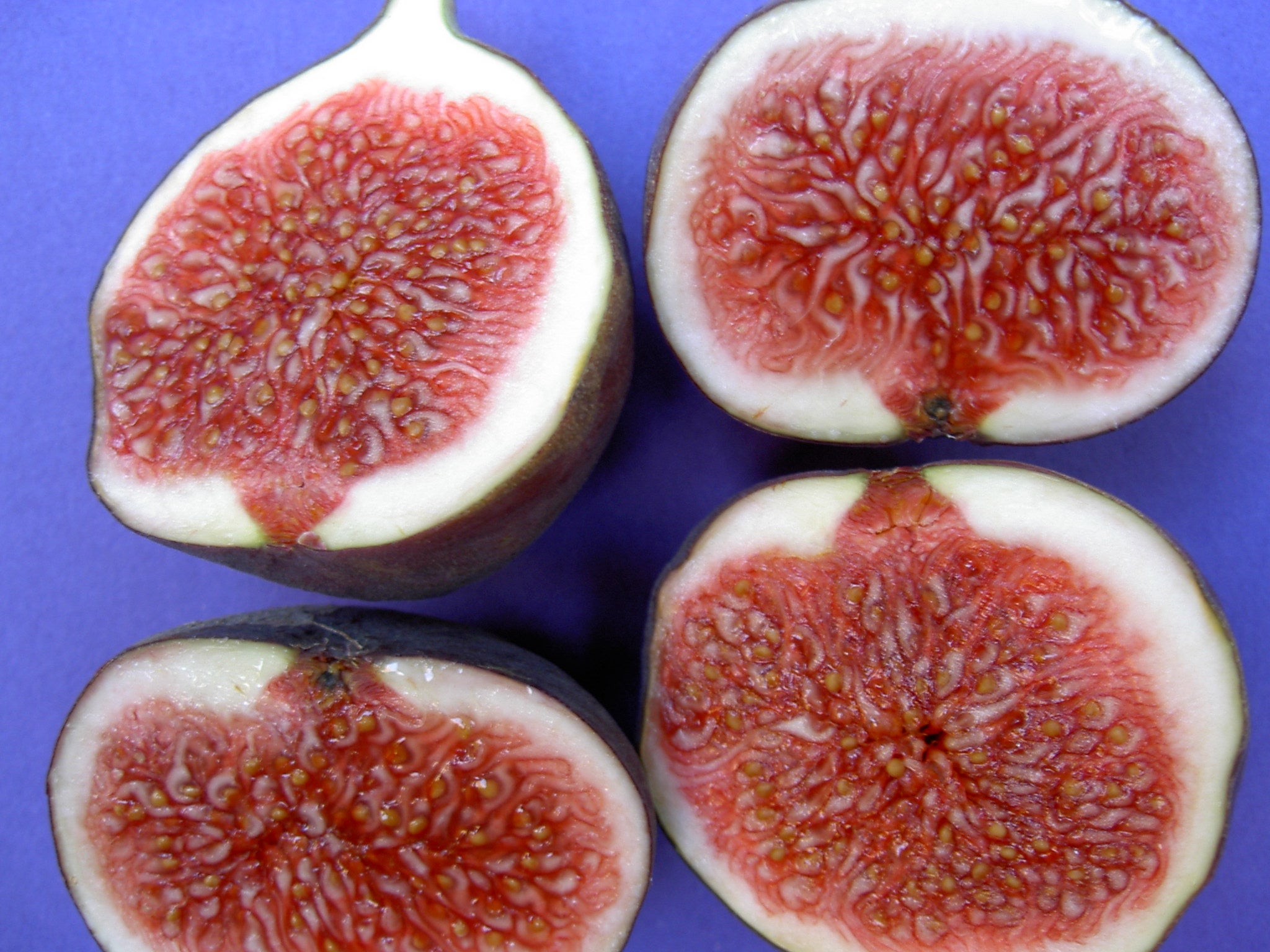 Ocracoke Fig Festival starts today The Coastland Times The
