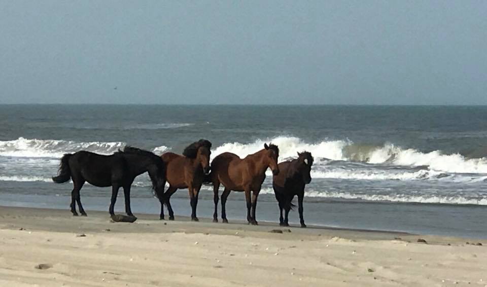 WILD HORSES