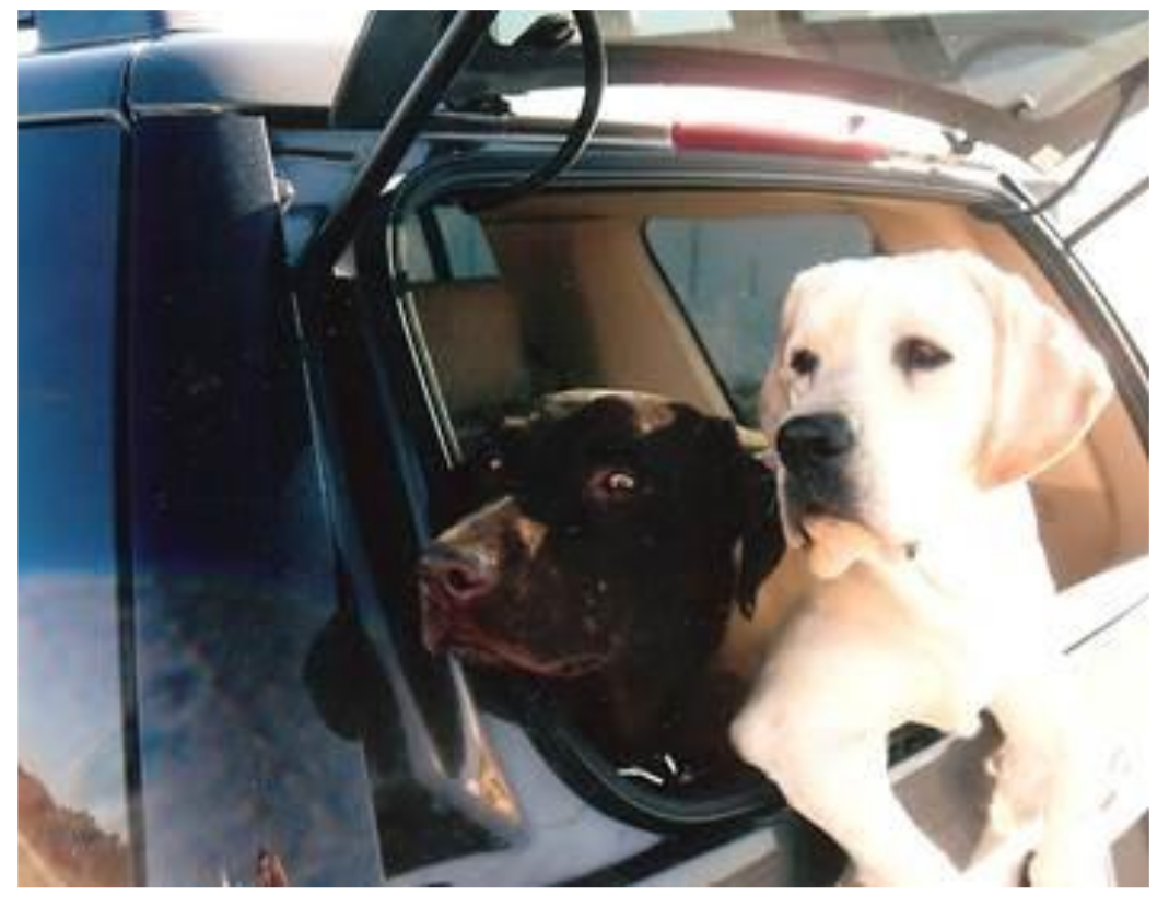 Coastland Labradors