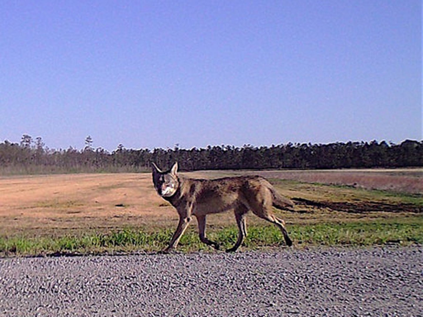 red wolves