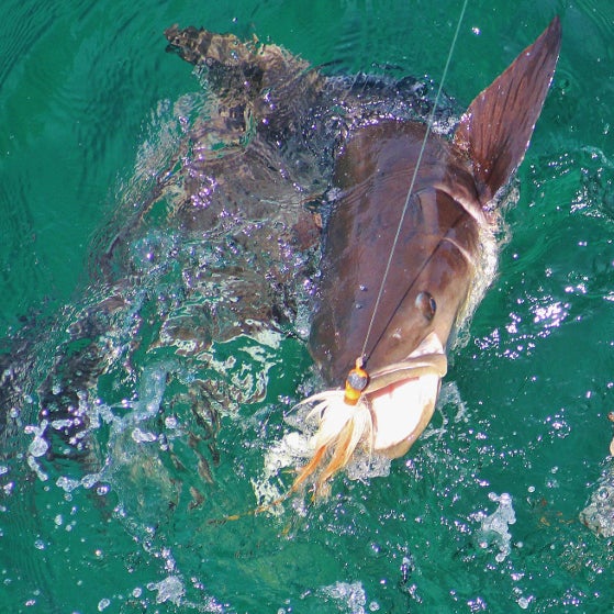 Highlight Reels Outer Banks cobia tournament May 1819 The Coastland