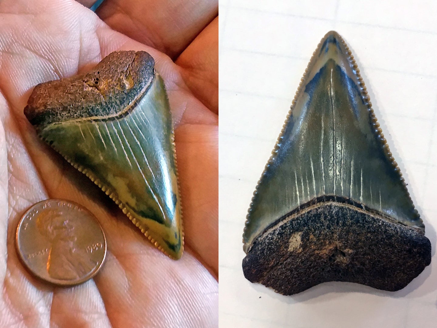 dinosaur shark tooth found