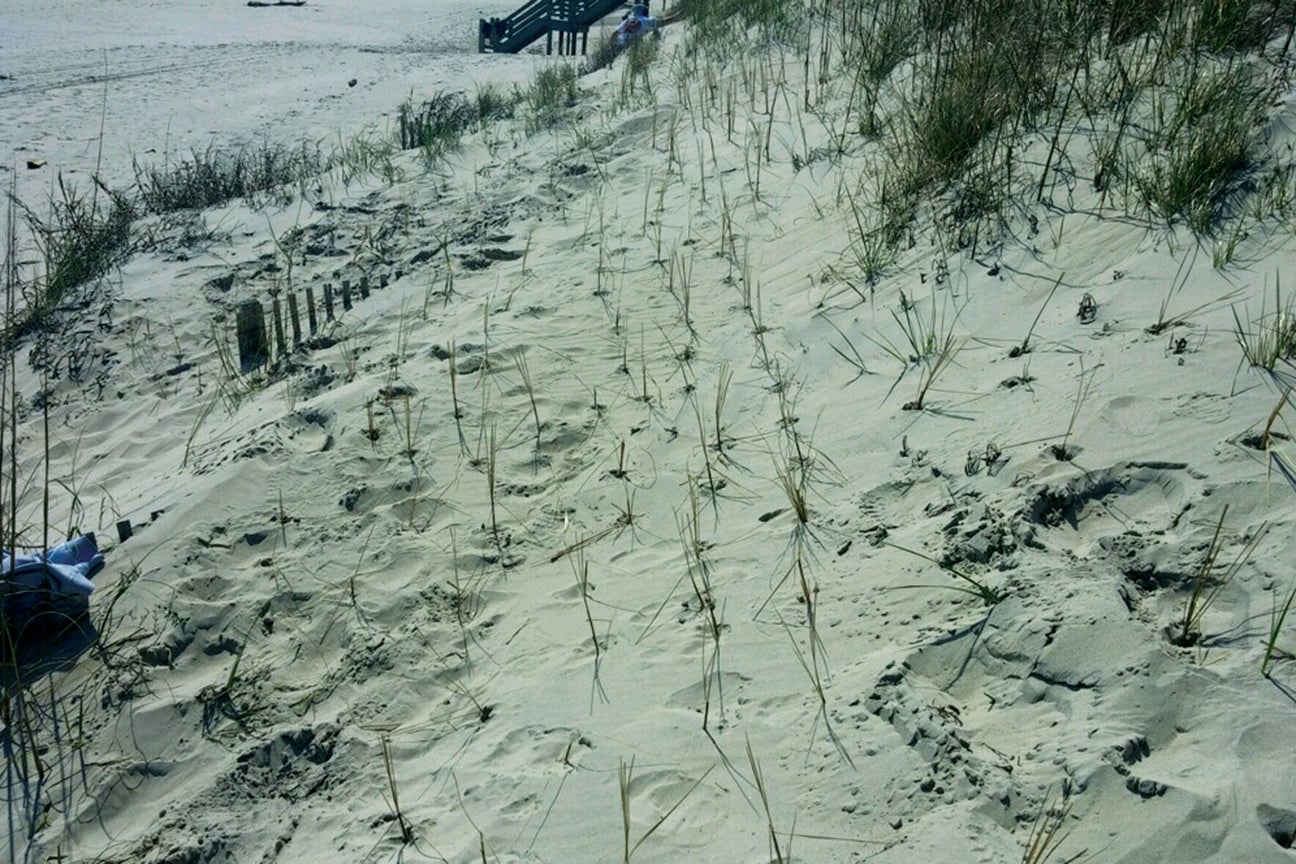 DUNE VEGETATION