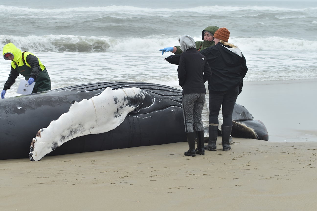 Team Assesses Performs Necropsy On Humpback Whale Washed Up In Nags Head The Coastland Times