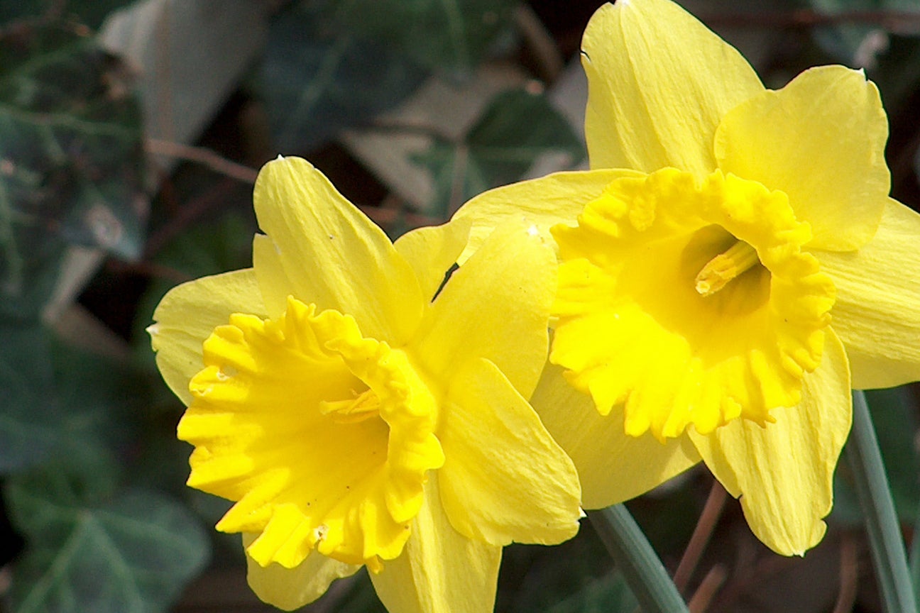 Reflections by the Sea: Daffodils - The Coastland Times | The Coastland ...