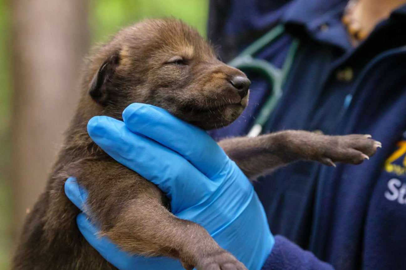 Critically endangered red wolf pups born at North Carolina Zoo - The