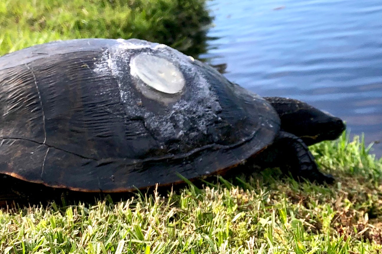 Turtle with ‘perfect golf ball impression’ in shell patched up