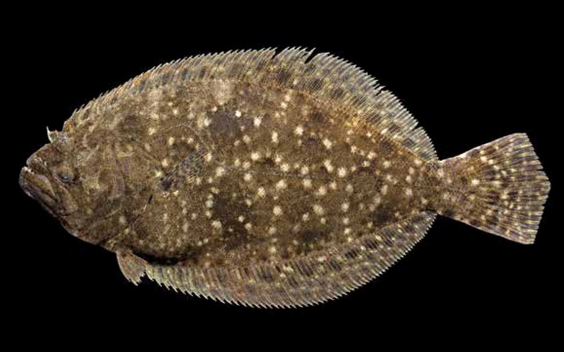 Recreational flounder season announced for 2023 - The Coastland Times ...