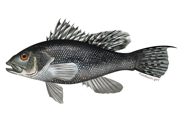Recreational Black Sea Bass Season Reopens May 15 North Of Cape Hatteras The Coastland Times