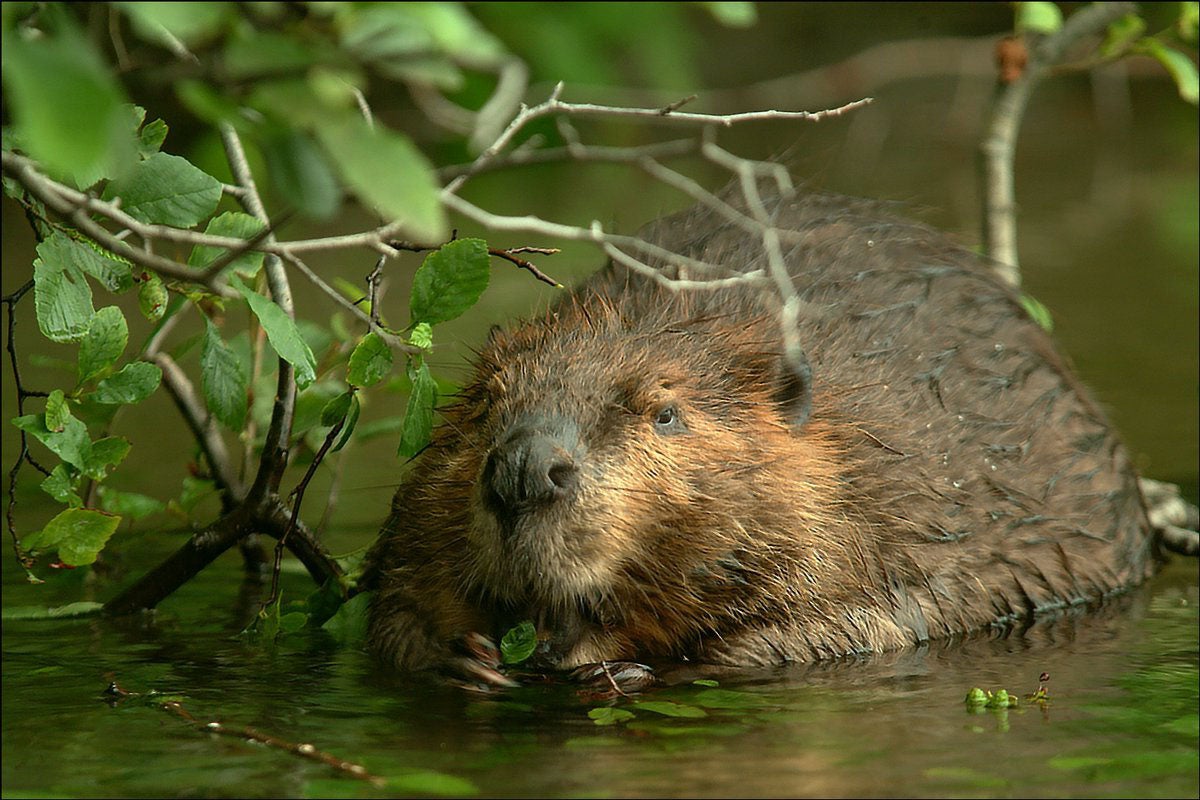 Tyrrell commissioners hear about beavers and mosquitoes - The Coastland ...