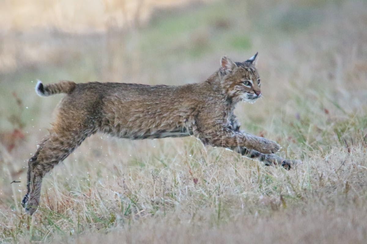 Bobcat on the refuge The Coastland Times The Coastland Times