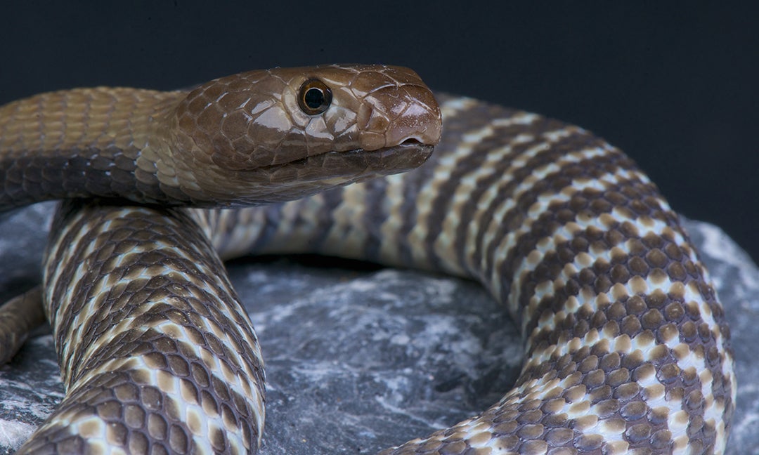 Zebra cobra on the loose in state capital - The Coastland Times | The ...