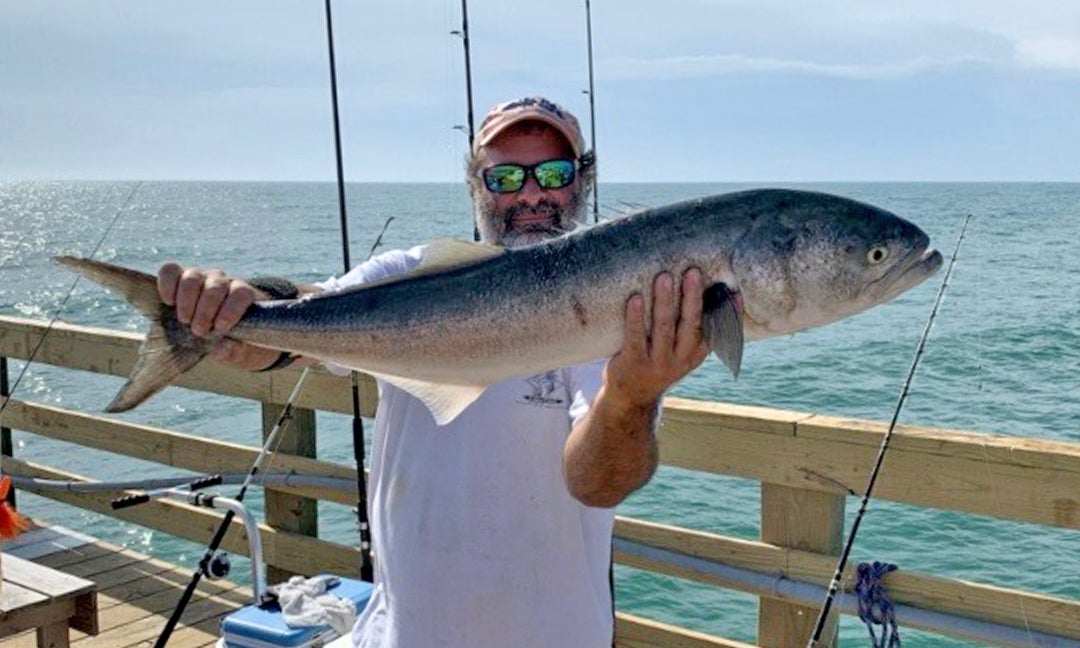 Learn About the Bluefish – Fishing
