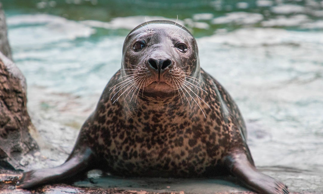 Goodbye Paco: North Carolina Zoo mourns the loss of ‘very intelligent ...