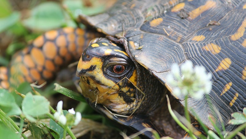 Growing consumer demand for turtles leads to spike in poaching - The  Coastland Times