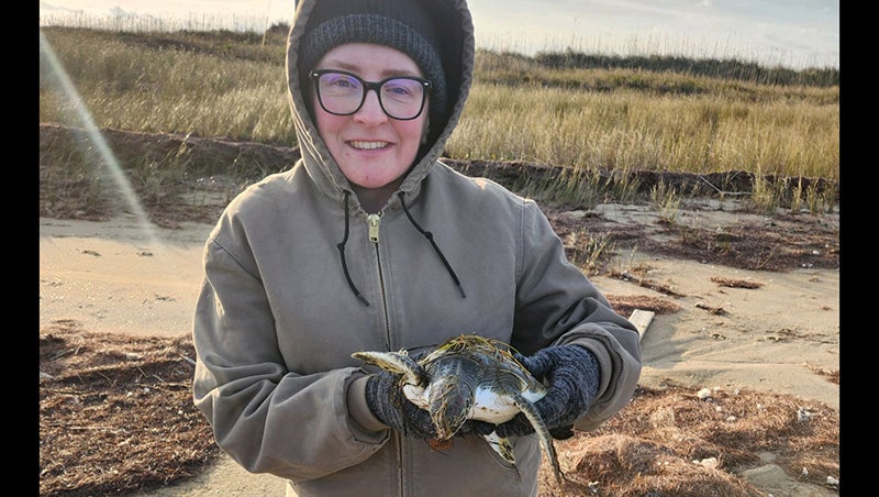 Wintry Weather Brings Cold Stunned Sea Turtles In Need Of Care The