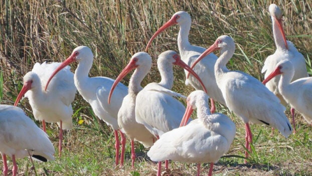 ibis