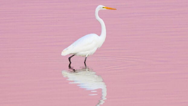 great egret