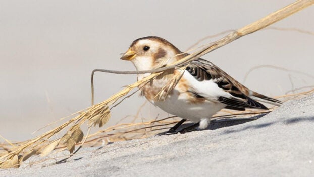 snow bunting