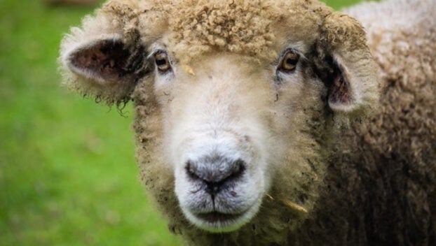 sheep shearing