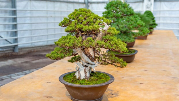 bonsai