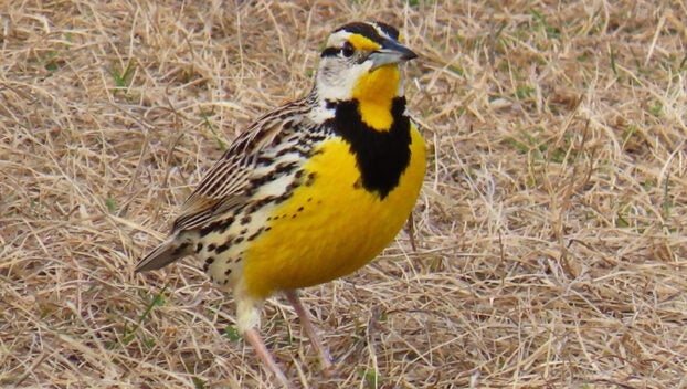 meadowlark