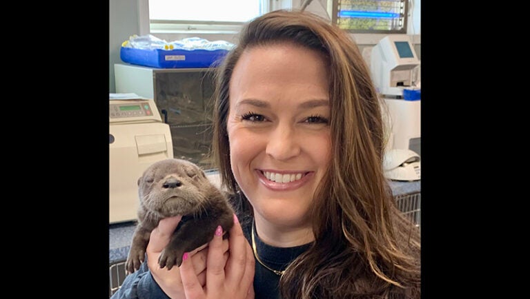 Otter Pup Found In Duck Assessed, Sent To Rehab - The Coastland Times 