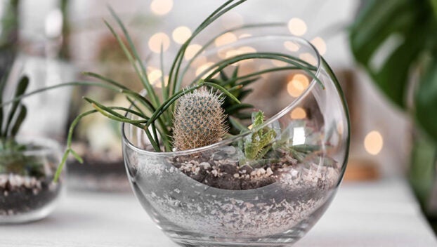 terrarium