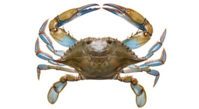 blue crab