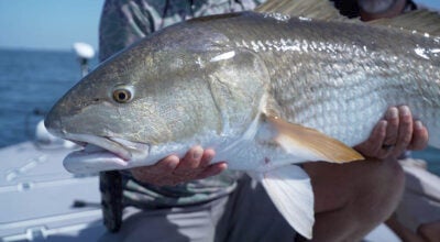 red drum