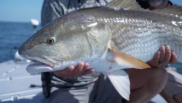 red drum