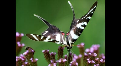 zebra swallowtail