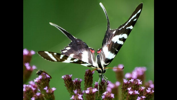 zebra swallowtail