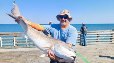 red drum