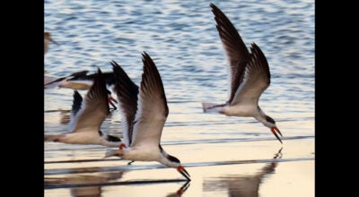 black skimmers