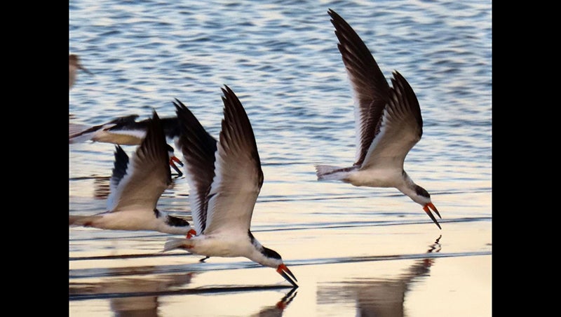 black skimmers