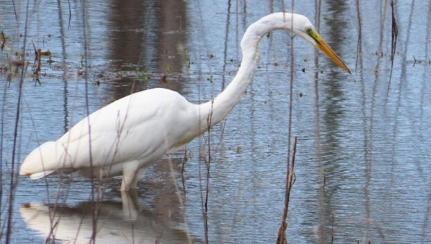 egret