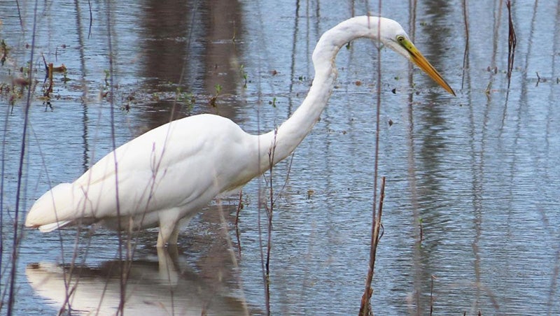 egret