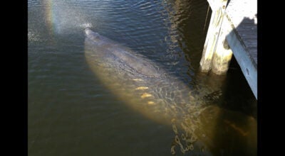 manatees