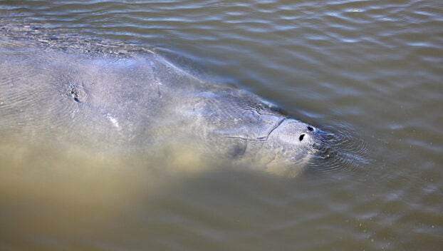 manatees