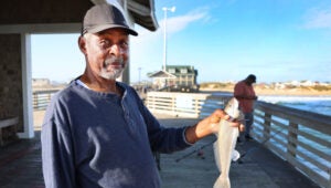 sea mullet