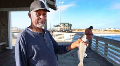 sea mullet