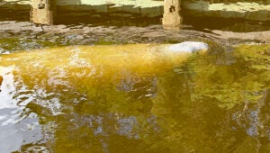 manatee