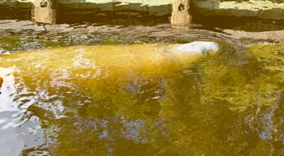 manatee