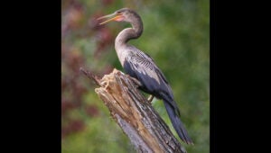 anhinga