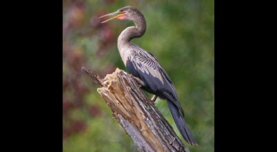 anhinga