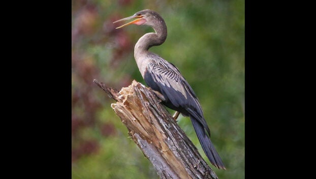 anhinga