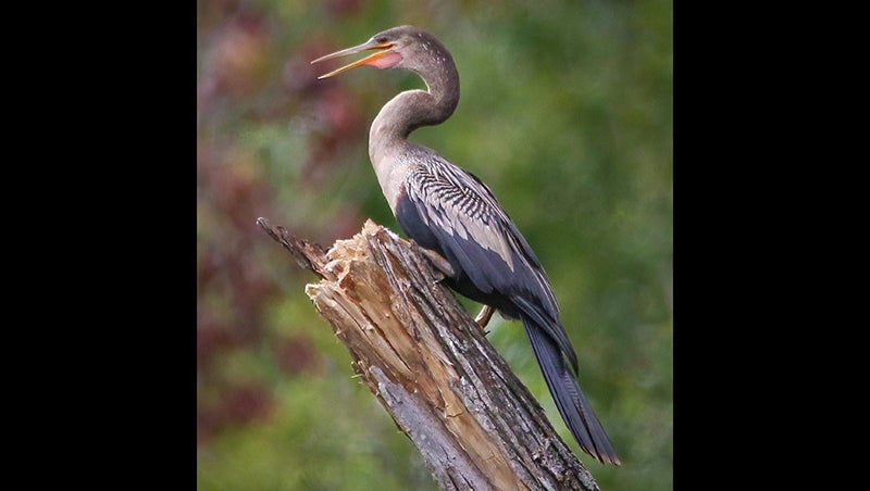 anhinga