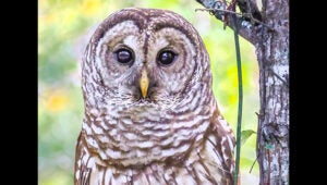 barred owl